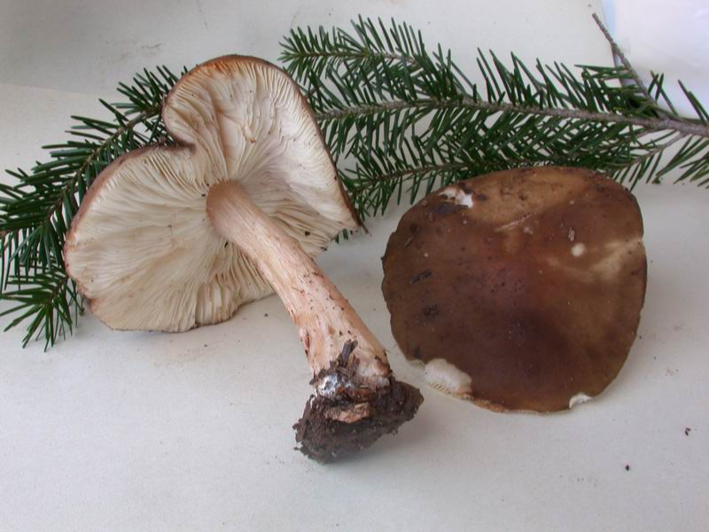 Melanoleuca cognata